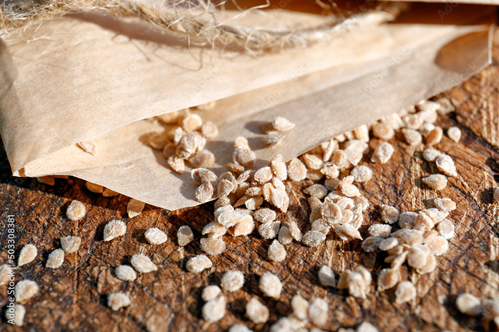 Paper bag with scattered tomato seeds on wooden background, closeup. Vegetable planting Paper bag with scattered tomato seeds on wooden background, closeup. Vegetable planting
