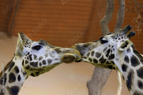 Photography giraffe in zoo