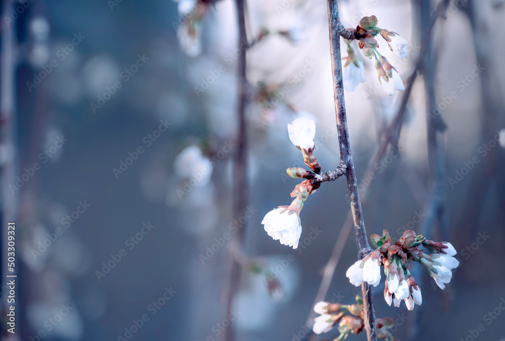 Branches of a lush blossoming flower in early spring. A gentle photo with a soft focus. Beautiful gentle background cold tones
Branches of a lush blossoming flower in early spring. A gentle photo with a soft focus. Beautiful gentle background cold tones