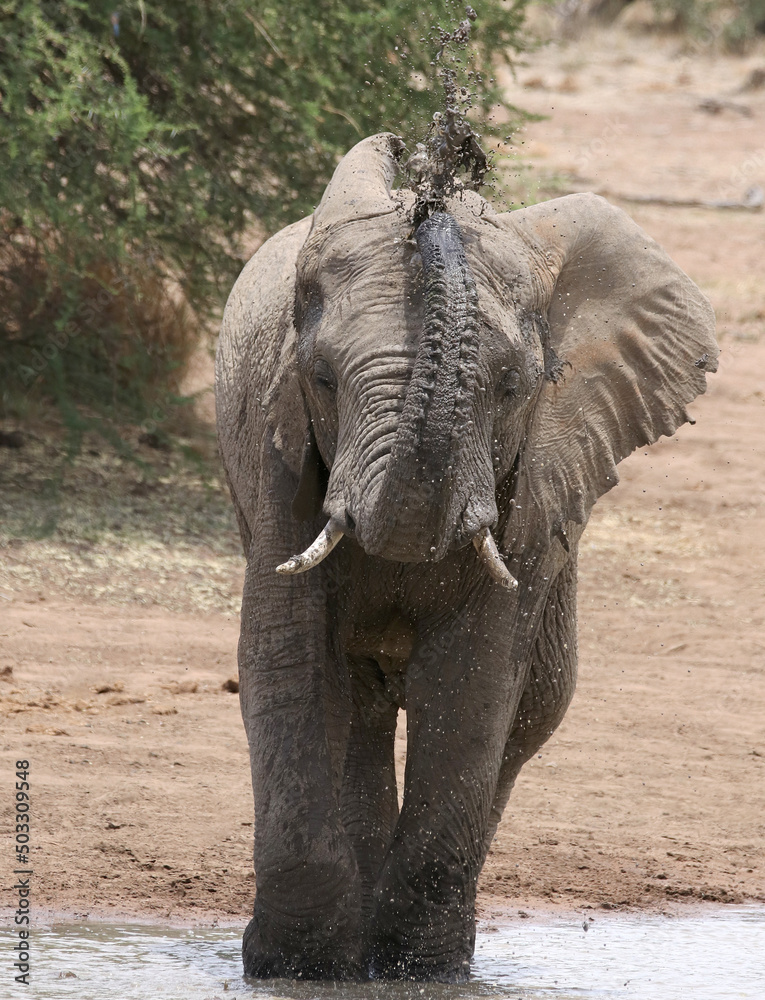 Naklejka premium Elephant1