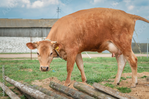 Pedigree red cow on a leash on a farm. © shymar27