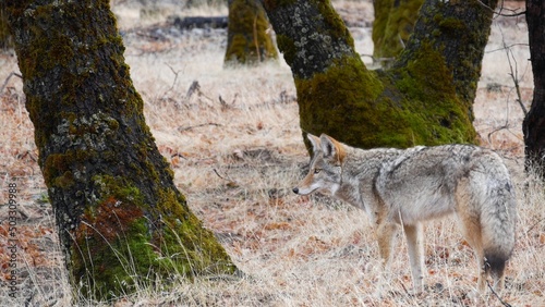 Foto Wild furry wolf, gray coyote or grey coywolf, autumn forest glade, Yosemite national park wildlife, California fauna, USA
