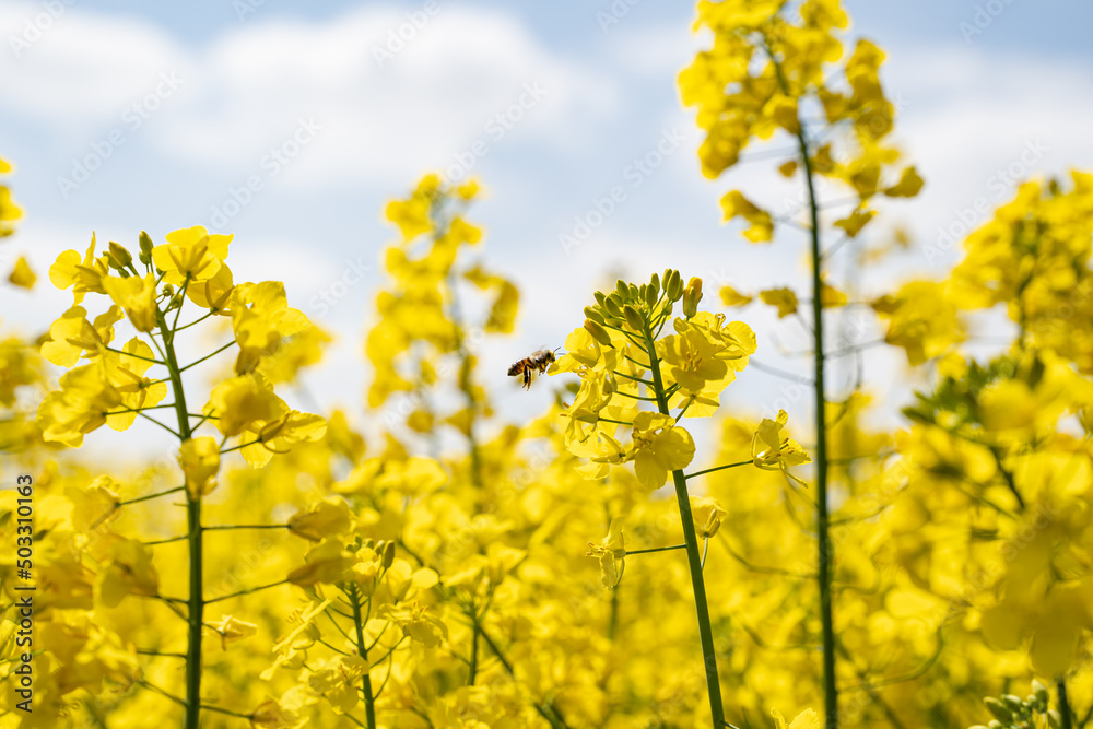 Blühende Rapsblüten, gute Nahrungsquelle für Bienen, Hummeln und andere Insekten. Blühende Rapsblüten, gute Nahrungsquelle für Bienen, Hummeln und andere Insekten.