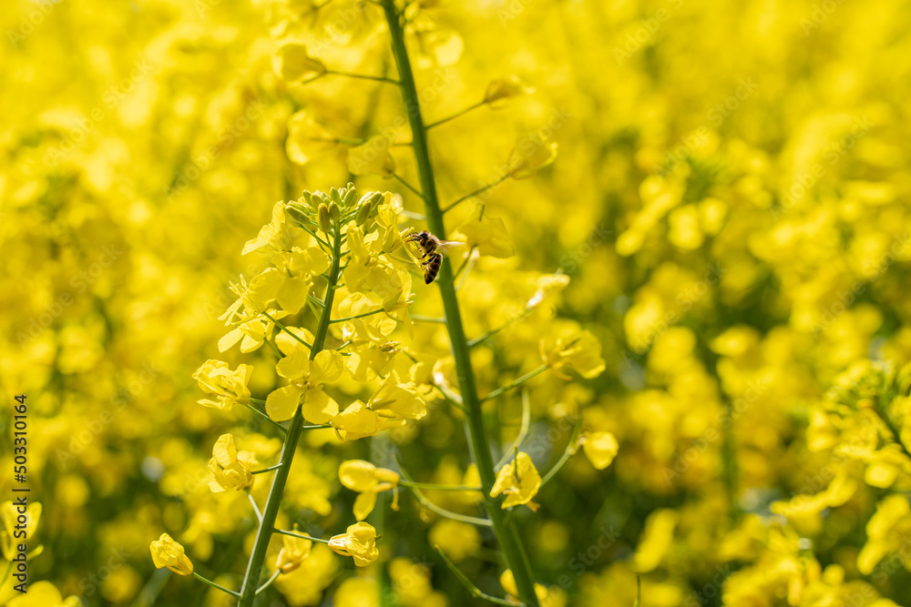 Obraz premium Wenn der Raps Ende April bis Anfang Mai in Vollblüte steht, summt und brummt es in den Rapsfeldern von vielen Bienen, Hummeln und anderen Insekten.