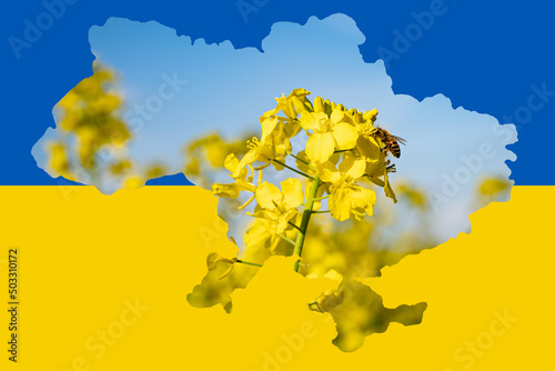 Da die Ukraine durch den russischen Angriffskrieg im Frühjahr 2022 als größter Exporteur von Rapshonig ausfällt, kann es zu Engpässen bei Bienenhonig kommen. photo