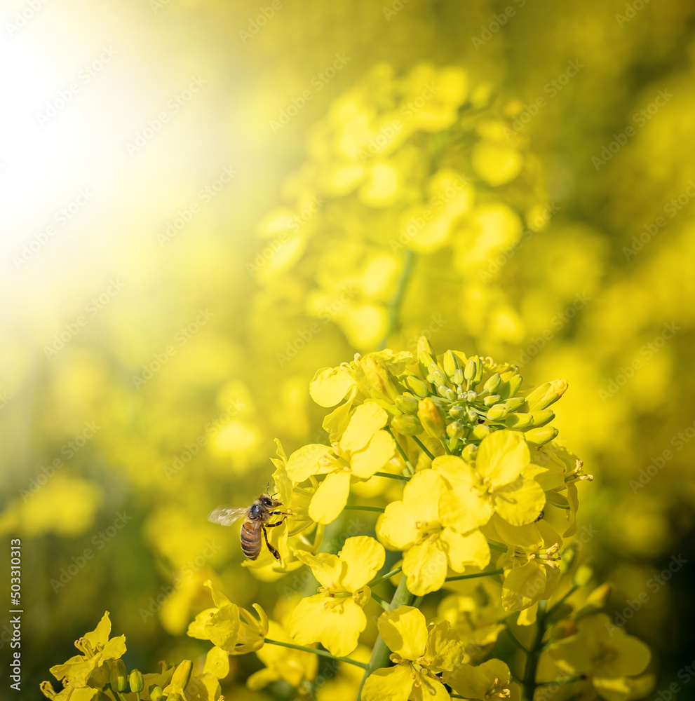 Da die Ukraine durch den russischen Angriffskrieg im Frühjahr 2022 als größter Exporteur von Rapshonig ausfällt, kann es zu Engpässen bei Bienenhonig kommen. Da die Ukraine durch den russischen Angriffskrieg im Frühjahr 2022 als größter Exporteur von Rapshonig ausfällt, kann es zu Engpässen bei Bienenhonig kommen.