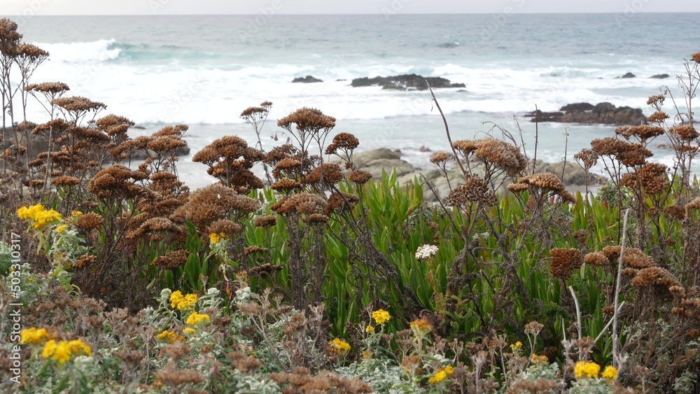 17-mile drive, Monterey, California USA. Rocky craggy ocean, sea water waves. Pacific coast highway, wild nature of Point Lobos, Big Sur, Pebble beach. Succulent plants, wildflowers, herbs and flowers 17-mile drive, Monterey, California USA. Rocky craggy ocean, sea water waves. Pacific coast highway, wild nature of Point Lobos, Big Sur, Pebble beach. Succulent plants, wildflowers, herbs and flowers