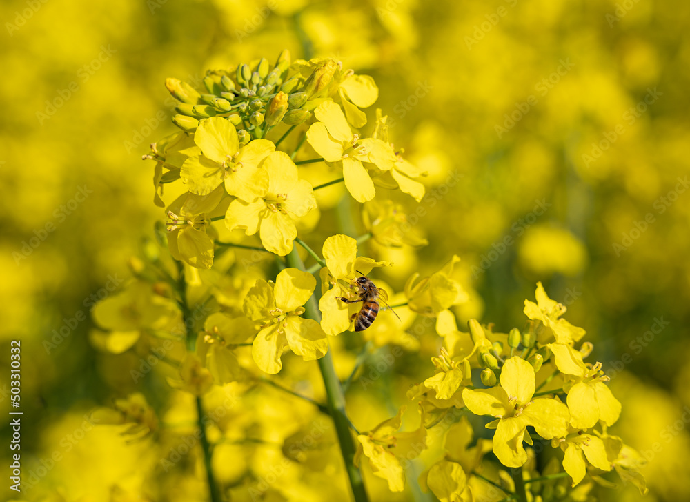 Da die Ukraine durch den russischen Angriffskrieg im Frühjahr 2022 als größter Exporteur von Rapshonig ausfällt, kann es zu Engpässen bei Bienenhonig kommen. Da die Ukraine durch den russischen Angriffskrieg im Frühjahr 2022 als größter Exporteur von Rapshonig ausfällt, kann es zu Engpässen bei Bienenhonig kommen.