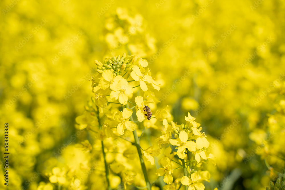 Da die Ukraine durch den russischen Angriffskrieg im Frühjahr 2022 als größter Exporteur von Rapshonig ausfällt, kann es zu Engpässen bei Bienenhonig kommen. Da die Ukraine durch den russischen Angriffskrieg im Frühjahr 2022 als größter Exporteur von Rapshonig ausfällt, kann es zu Engpässen bei Bienenhonig kommen.