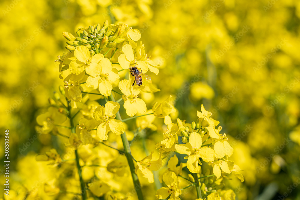 Da die Ukraine durch den russischen Angriffskrieg im Frühjahr 2022 als größter Exporteur von Rapshonig ausfällt, kann es zu Engpässen bei Bienenhonig kommen. Da die Ukraine durch den russischen Angriffskrieg im Frühjahr 2022 als größter Exporteur von Rapshonig ausfällt, kann es zu Engpässen bei Bienenhonig kommen.