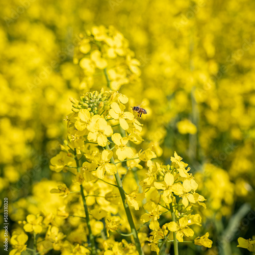 Da die Ukraine durch den russischen Angriffskrieg im Frühjahr 2022 als größter Exporteur von Rapshonig ausfällt, kann es zu Engpässen bei Bienenhonig kommen. photo