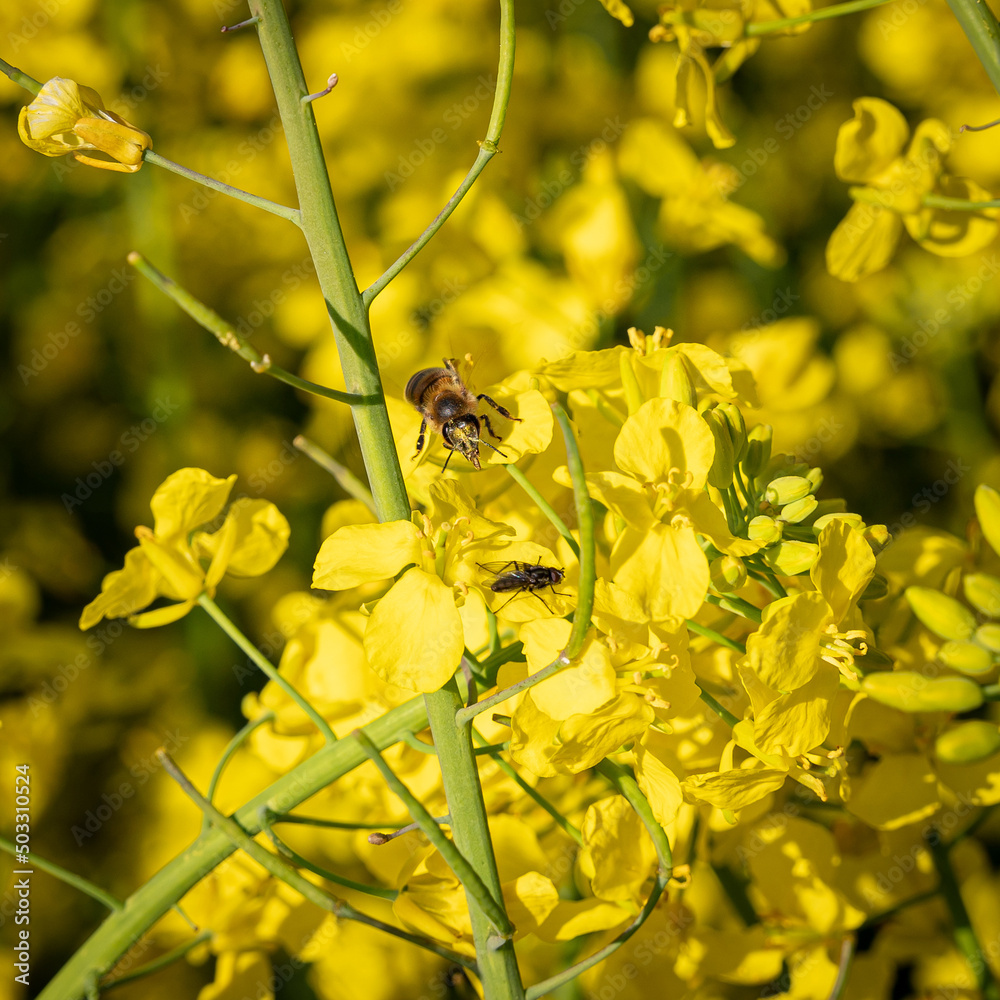 Φωτογραφία Für Bienen und andere Insekten ist die Zeit der Rapsblüte die erste und gleichzeitig eine wichtige Nahrungsquelle nach den langen Wintermonaten