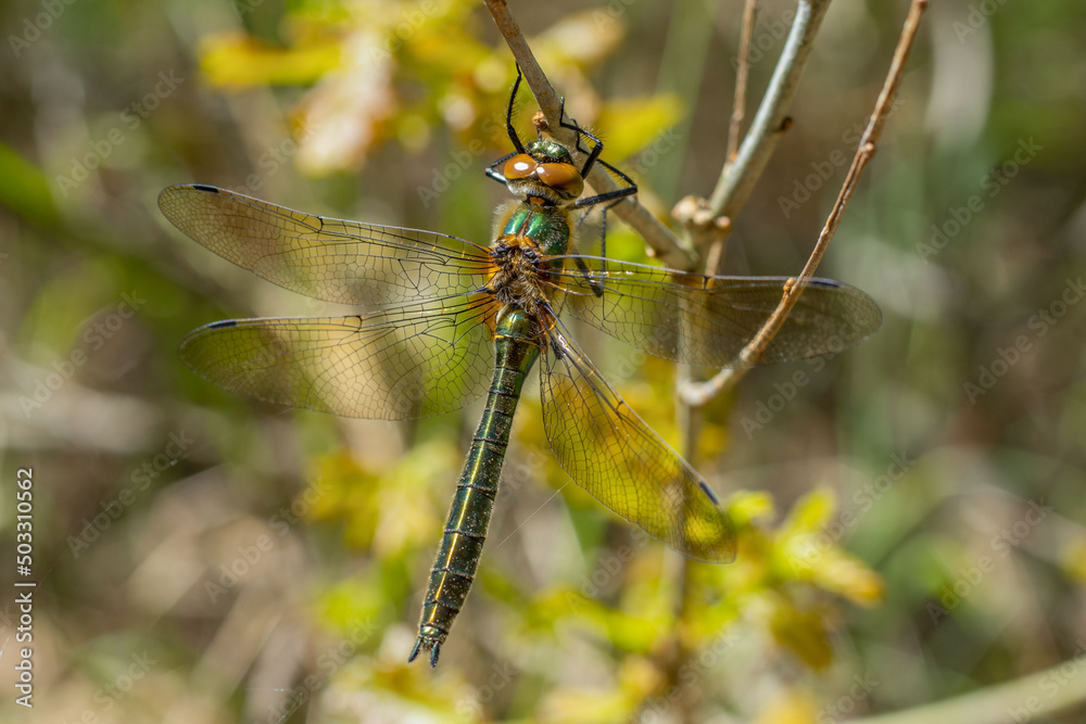 Ważka na gałęzi w pełnym słońcu w wiosenny dzień