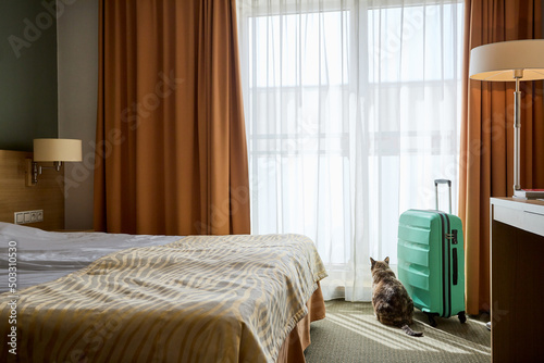 Pretty cat looking out the window and sitting near suitcase in hotel room. Travelling with pets. Room interior in beige tones.