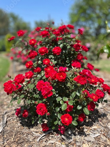 bouquet of red roses