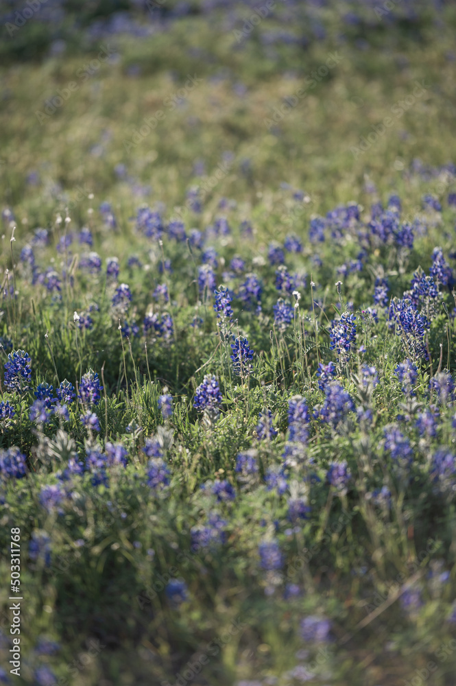 Naklejka premium bluebonnets