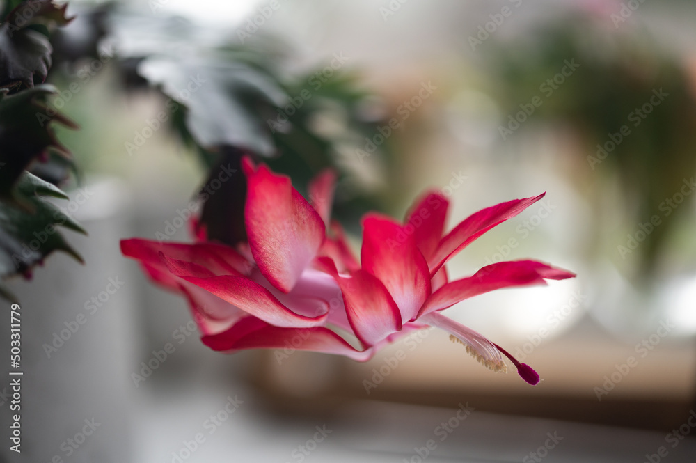 Fototapeta premium spring cactus