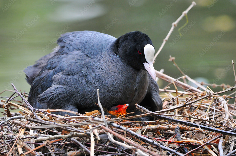 Fototapeta premium foulque