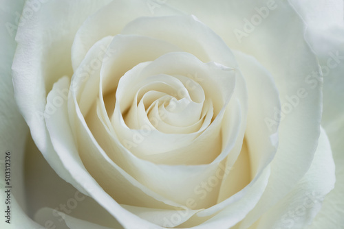 White rose flower blooming  top view close up.
