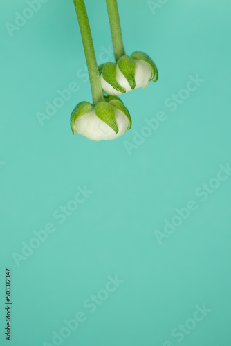White ranunculus flowers on a light blue background. Mothers Day, Valentines Day, birthday concept. Copy space for text