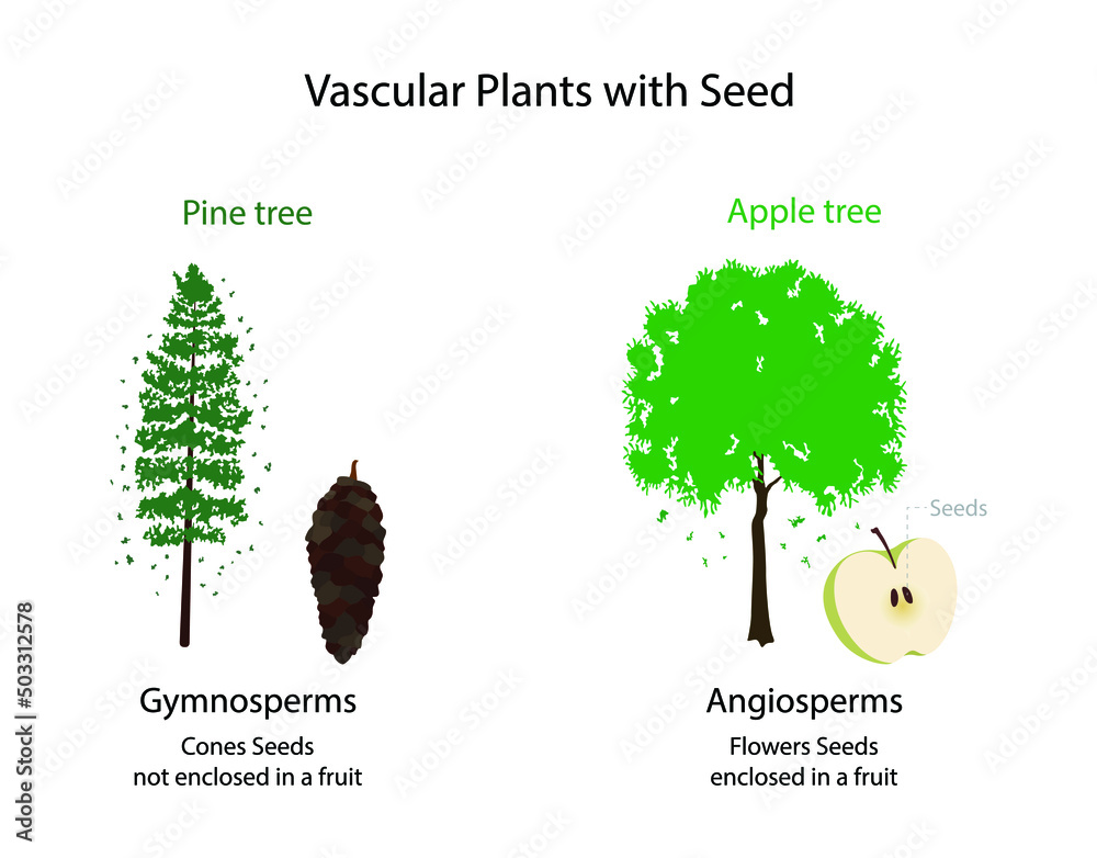 illustration of biology, Seed Vascular Plants, The Seed Plant Body,  gymnosperms have no flowers or fruits and have naked seeds on the surface  of their leaves Stock-Vektorgrafik | Adobe Stock