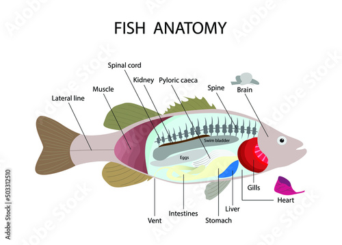 illustration of biology and animals, Fish anatomy, morphology of fish, aquatic animals, the fish's body