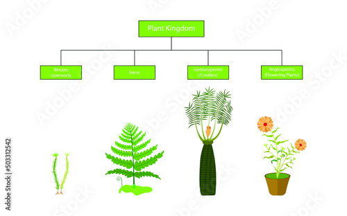 illustration of biology and gardening, Types of Plants, Plants are all unique regarding physical appearance, the plant kingdom