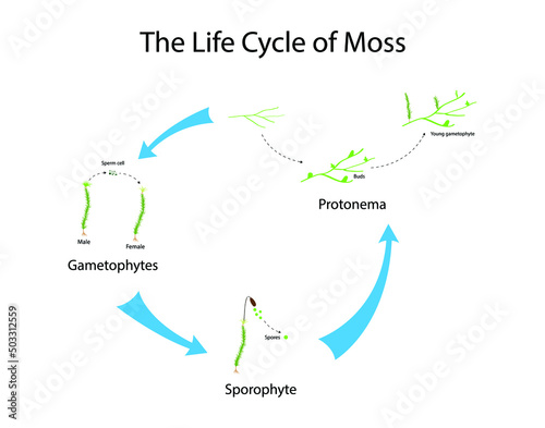 illustration of biology, The life cycle of most mosses begins with the release of spores from a capsule, Reproduction of moss