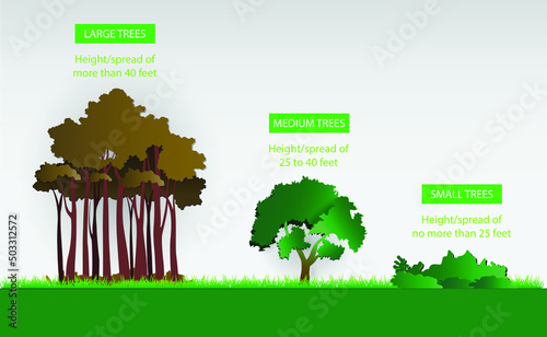 illustration of gardening and landscape, different sizes of trees, Tree size,  various tree heights, Small tree, Medium trees and Large trees