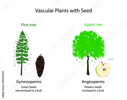 illustration of biology, Seed Vascular Plants, The Seed Plant Body, gymnosperms have no flowers or fruits and have naked seeds on the surface of their leaves photo