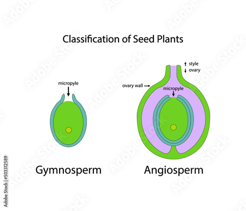 illustration of biology, The classification of seed plants, Difference Between Angiosperms and Gymnosperms, Reproduction of plants, vegetative propagation