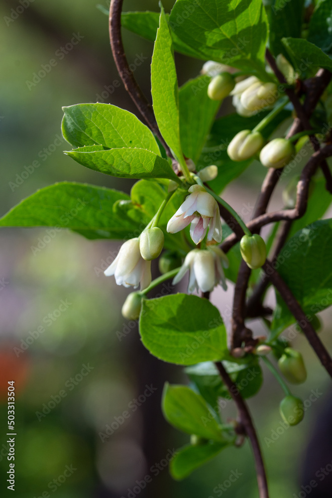 Blooming medicinal lemongrass. Schisandra chinensis. Blooming medicinal lemongrass. Schisandra chinensis.