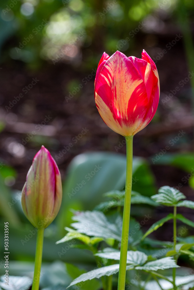 Colorful buds of beautiful tulips in the garden in the early morning. Close up. Colorful buds of beautiful tulips in the garden in the early morning. Close up.