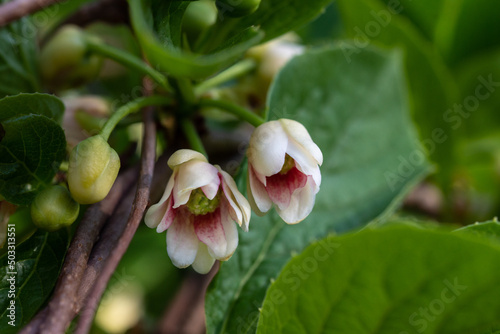 Blooming medicinal lemongrass. Schisandra chinensis.