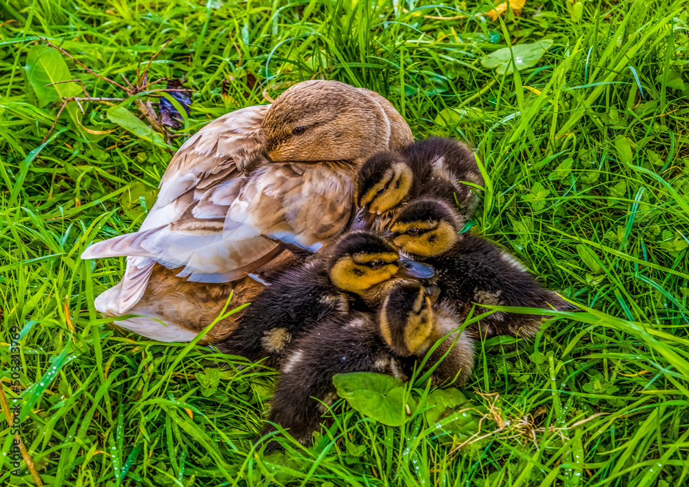 Obraz premium Mother with young