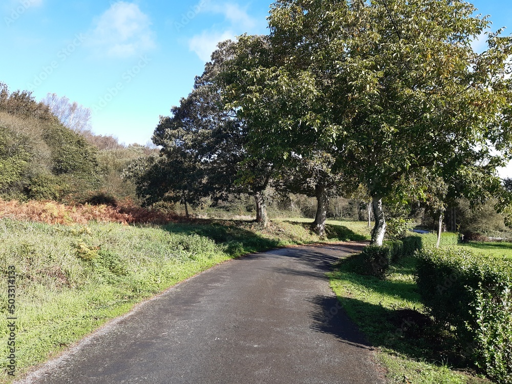 Castaños en un paraje de Galicia Castaños en un paraje de Galicia