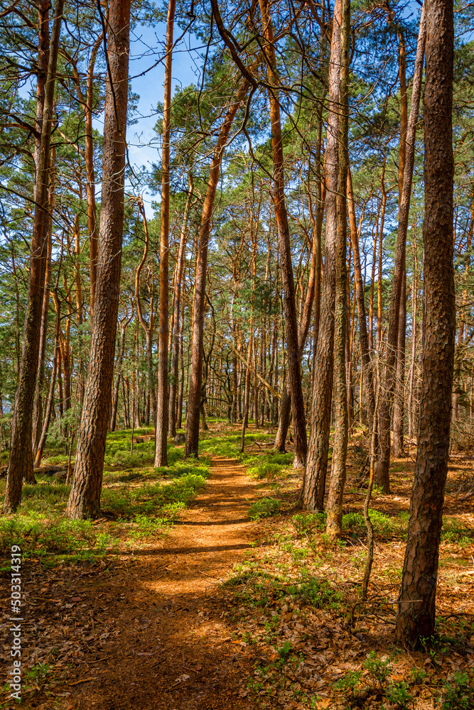 Fototapeta premium Dahner Felsen und Burgenland