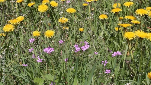 Green meadow with pink flowers of stork's-bill (Erodium cicutarium) and yellow dandelions (Taraxacum officinale) plants photo