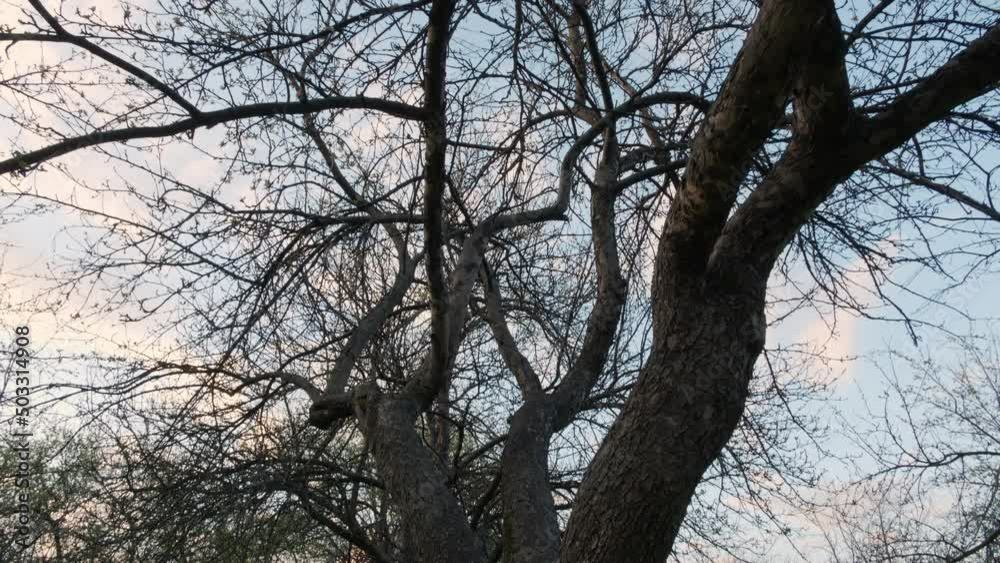 Wide shot of bare winding branches of apple tree with blooming buds. Apple-tree garden in the city with buildings in the background, pink blue sunset sky in the spring. Slow motion, tilt up to down. Wide shot of bare winding branches of apple tree with blooming buds. Apple-tree garden in the city with buildings in the background, pink blue sunset sky in the spring. Slow motion, tilt up to down.