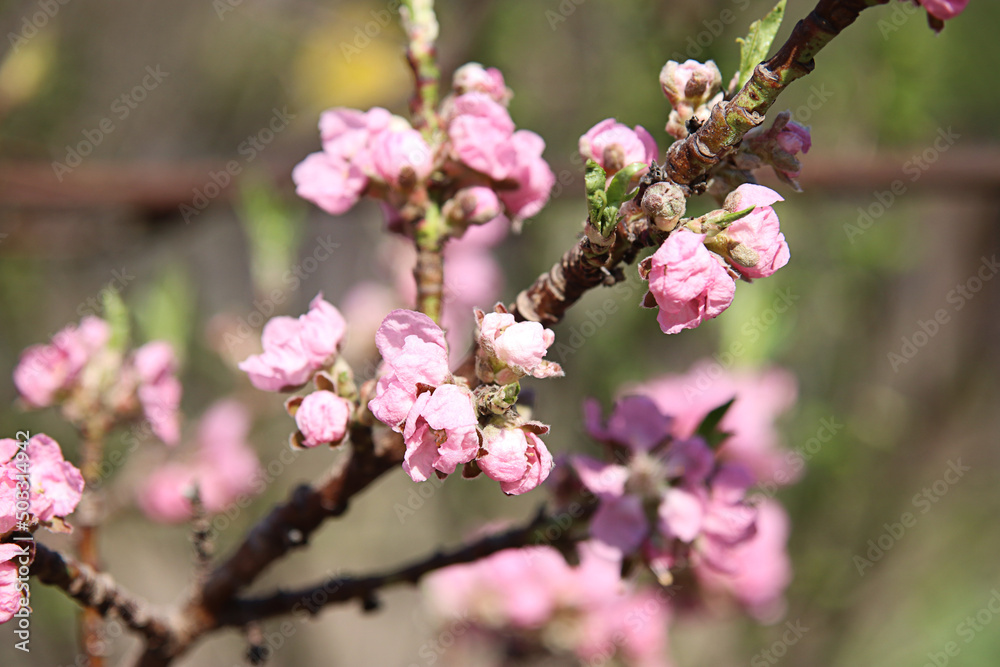 Beautiful closeup cherry blossom in the spring Beautiful closeup cherry blossom in the spring
