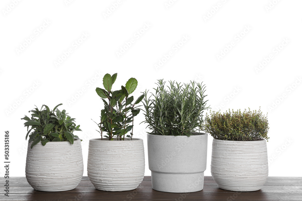 Pots with thyme, bay, sage and rosemary on wooden table against white background Pots with thyme, bay, sage and rosemary on wooden table against white background