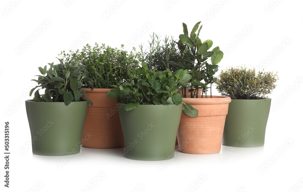 Pots with thyme, bay, sage, mint and rosemary on white background Pots with thyme, bay, sage, mint and rosemary on white background