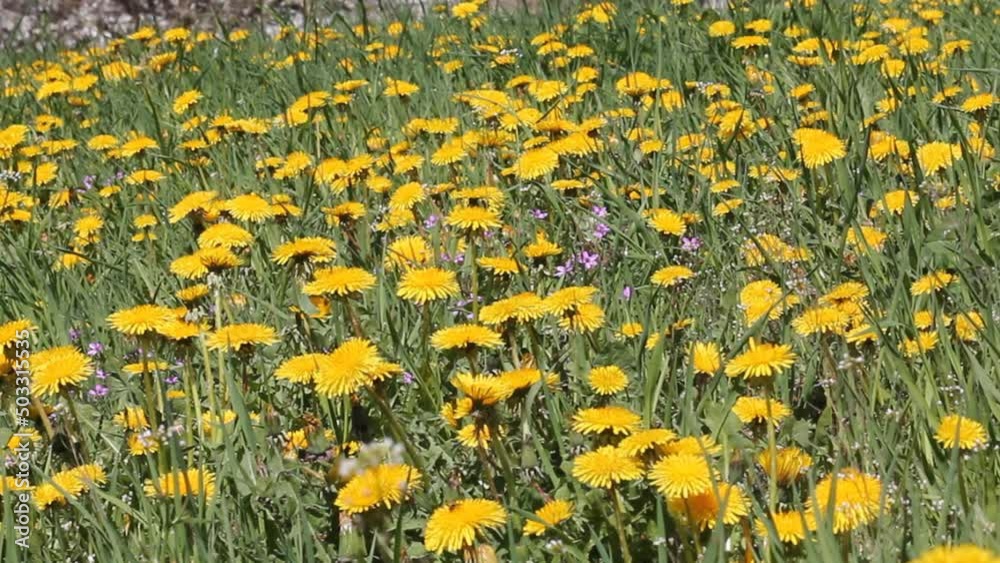 Field of dandelions yellow flowers and green grass Field of dandelions yellow flowers and green grass