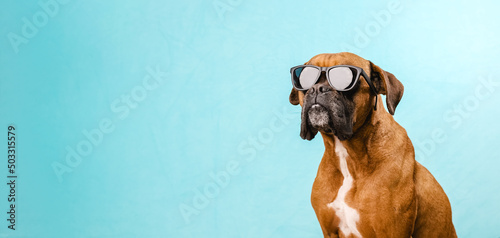Boxer dog wearing sunglasses while standing on an isolated light blue background.