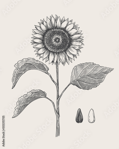 Hand-drawn sunflower and its seeds. Garden and horticultural plant in engraving style. Оrganic food. Design element for markets, books, packaging. Botanical illustrations on isolated background.