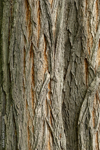 Tree bark texture. Natural wood background.