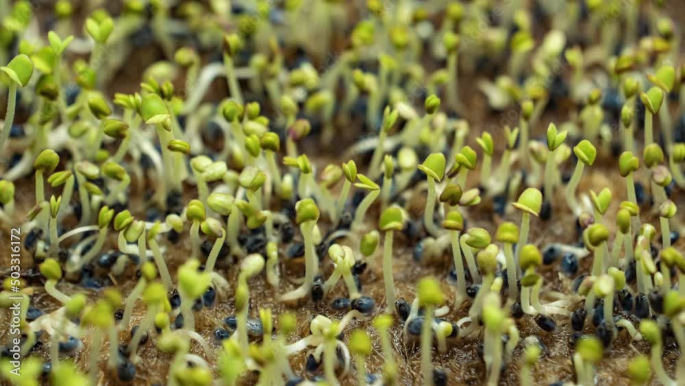 basil microgreens germinate from seeds closeup. Timelapse of seed germination. Small sprouts