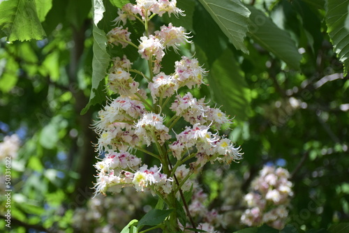 Blooming chestnut in the Friendship of Peoples Park. The widest point of the Volga River. Ulyanovsk (Simbirsk), Russia