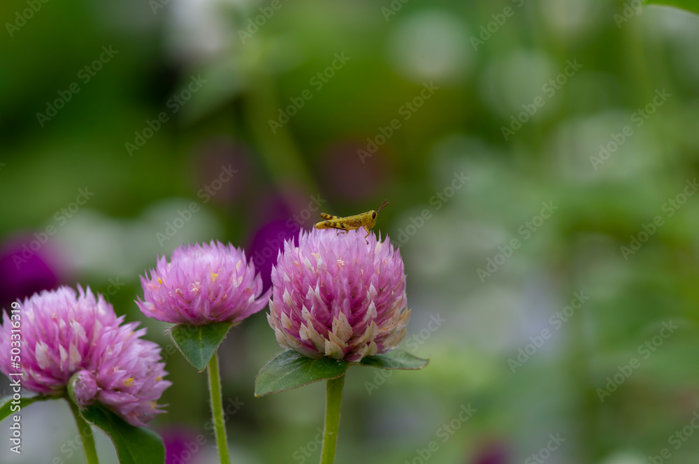 Close up of Gomphrena globosa flower and a small grasshopper in shallow focus, commonly known as globe amaranth Close up of Gomphrena globosa flower and a small grasshopper in shallow focus, commonly known as globe amaranth
