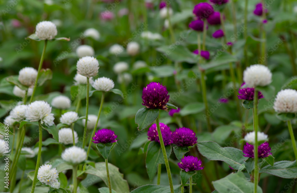 Close up of white and purple Gomphrena globosa flower in shallow focus, commonly known as globe amaranth Close up of white and purple Gomphrena globosa flower in shallow focus, commonly known as globe amaranth